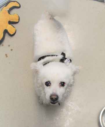 Shiro