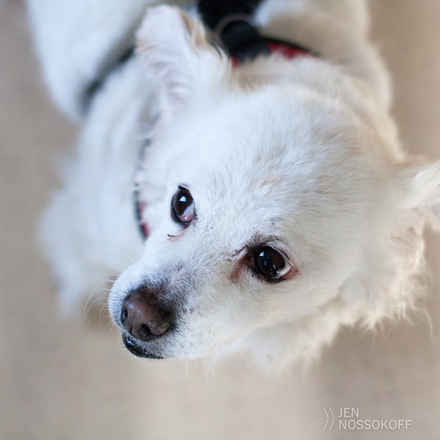Shiro