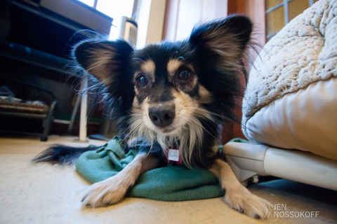 Baxter