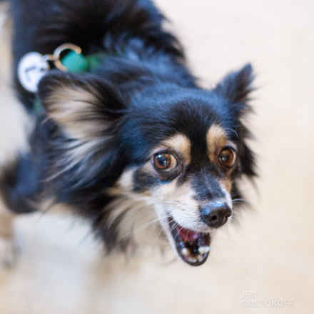 Baxter