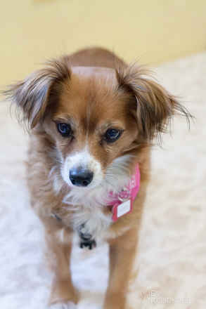 Peanut