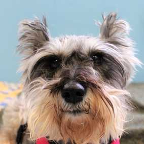 Gracie