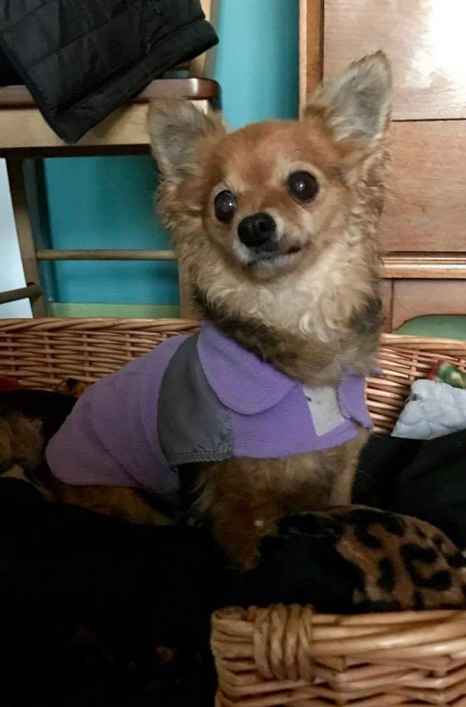Fifi