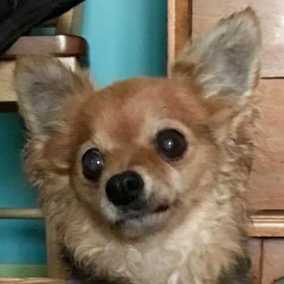 Fifi