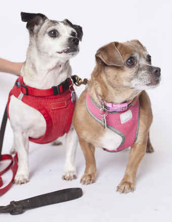 Polly Anne & Salina