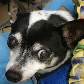 Oso