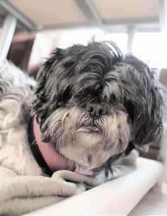 Lilly