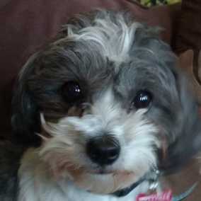 Penelope