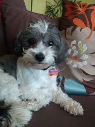 Penelope