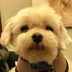 Pippin