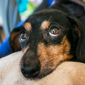 Pepita