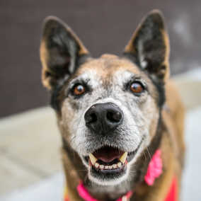 Dixie Jane