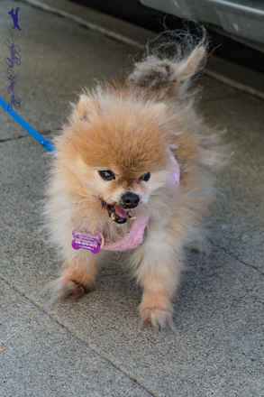 Bitsy