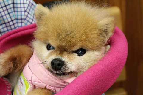 Bitsy