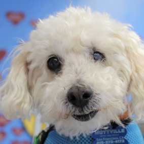 Oliver