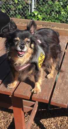 Nessa