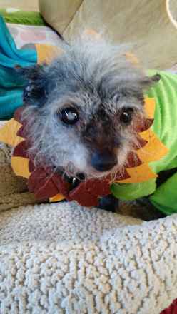 Gretchen