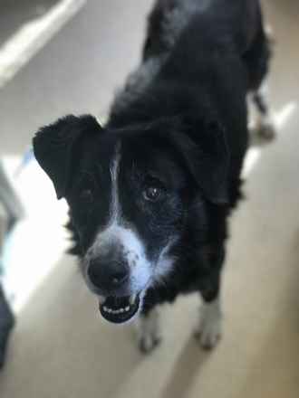 Stella