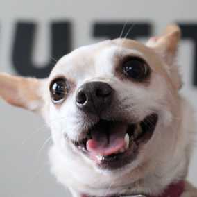 Shiloh