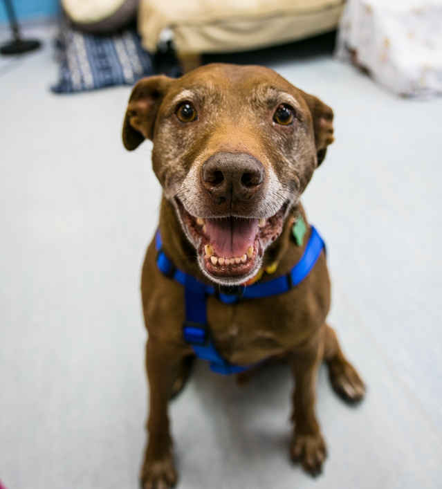 Otis