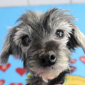 Darla