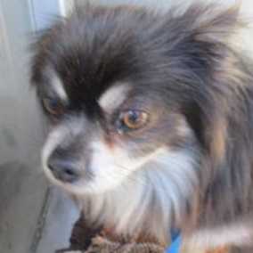 Chestnut