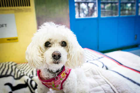 Lulu