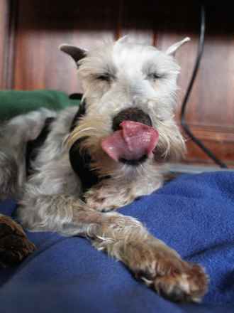 Fritz