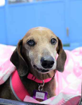 Daphne
