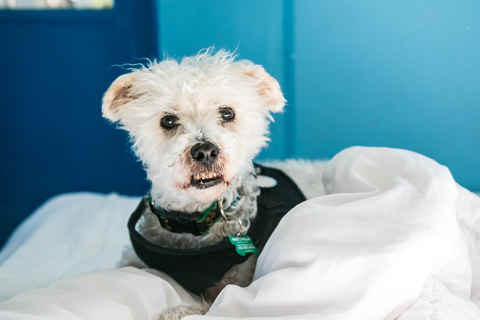 Bennie