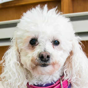 Abita