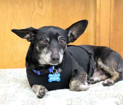 Toby