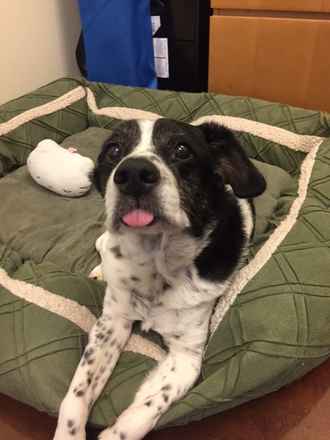 Oreo