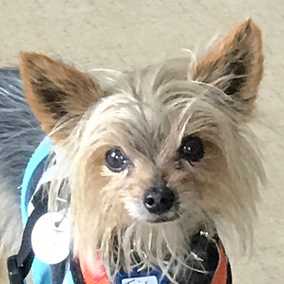 Tavish