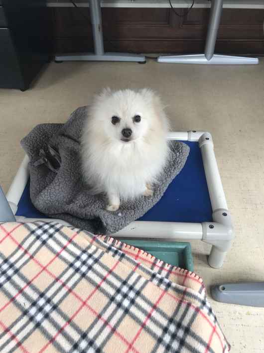 Kona
