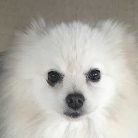 Kona