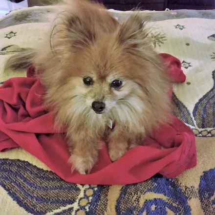 Golda