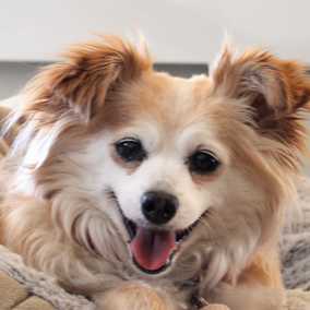 Maple