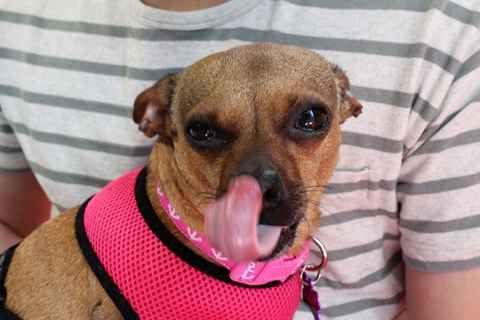 Lady