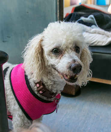 Brandy