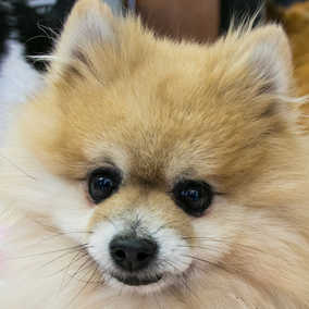 Colby