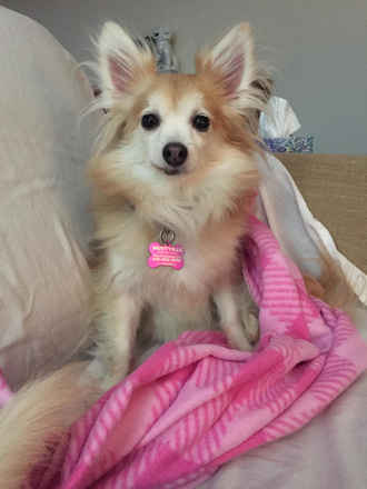 Piper