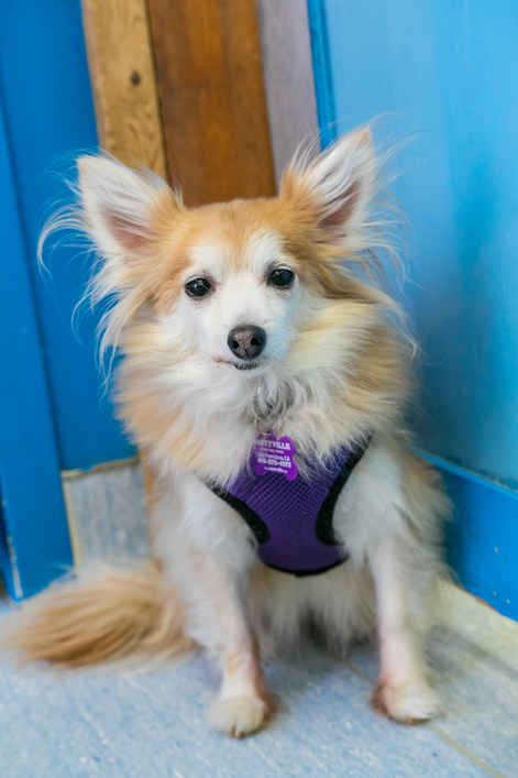 Piper