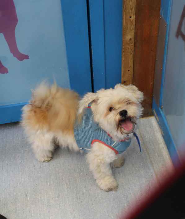 Wookie