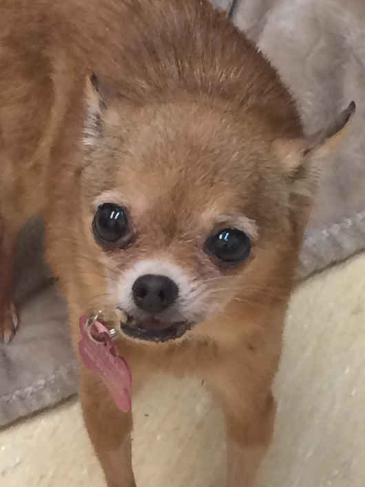 Lexi