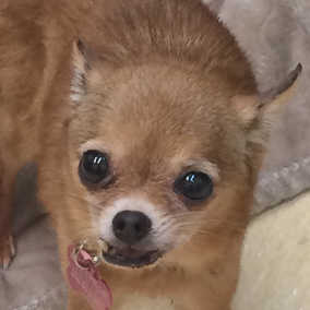 Lexi