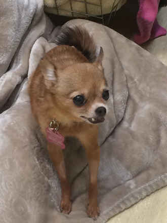 Lexi