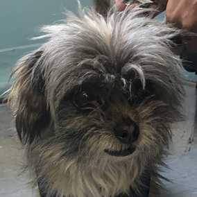 Toto
