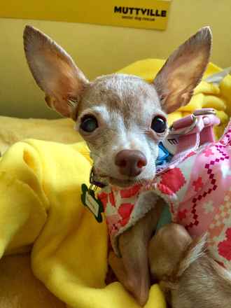 Bambi
