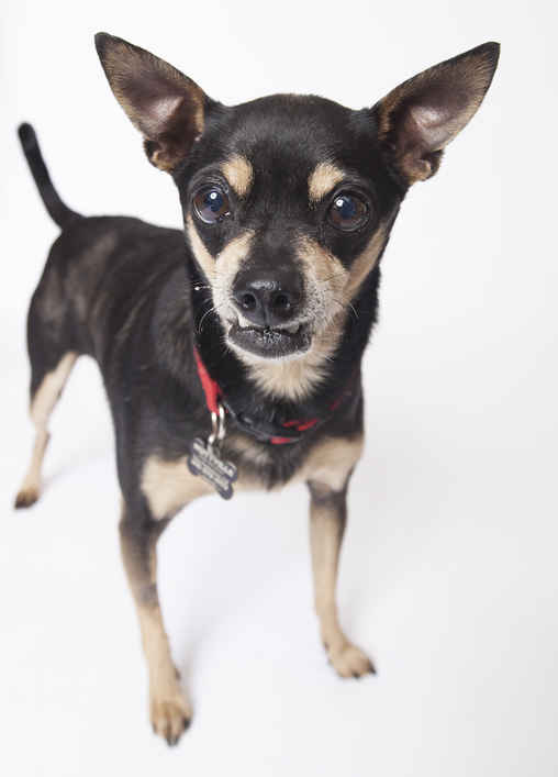 Taz